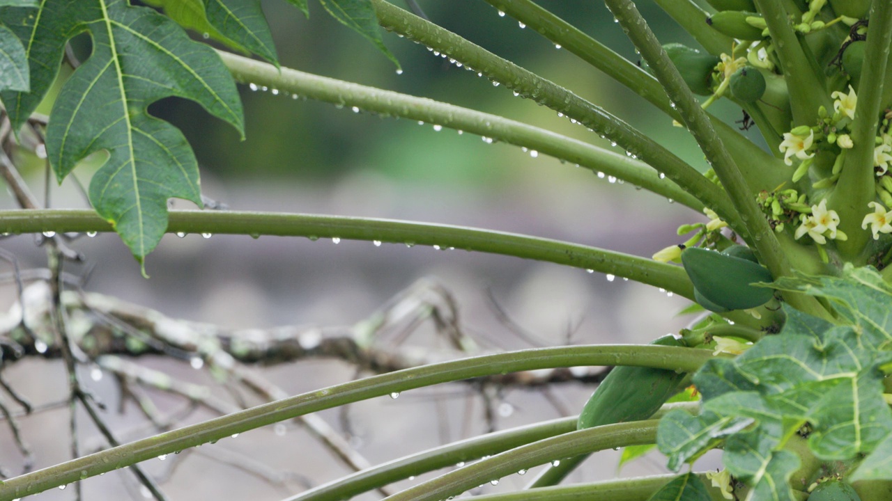 细雨中开花结果的木瓜植物的特写视频素材