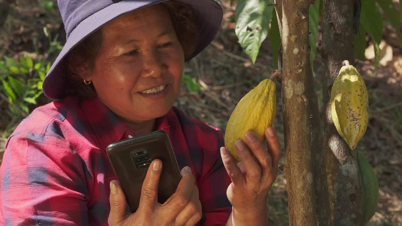 一位亚洲女农民用手机记录种植园里可可树上可可果实的生长情况。视频素材