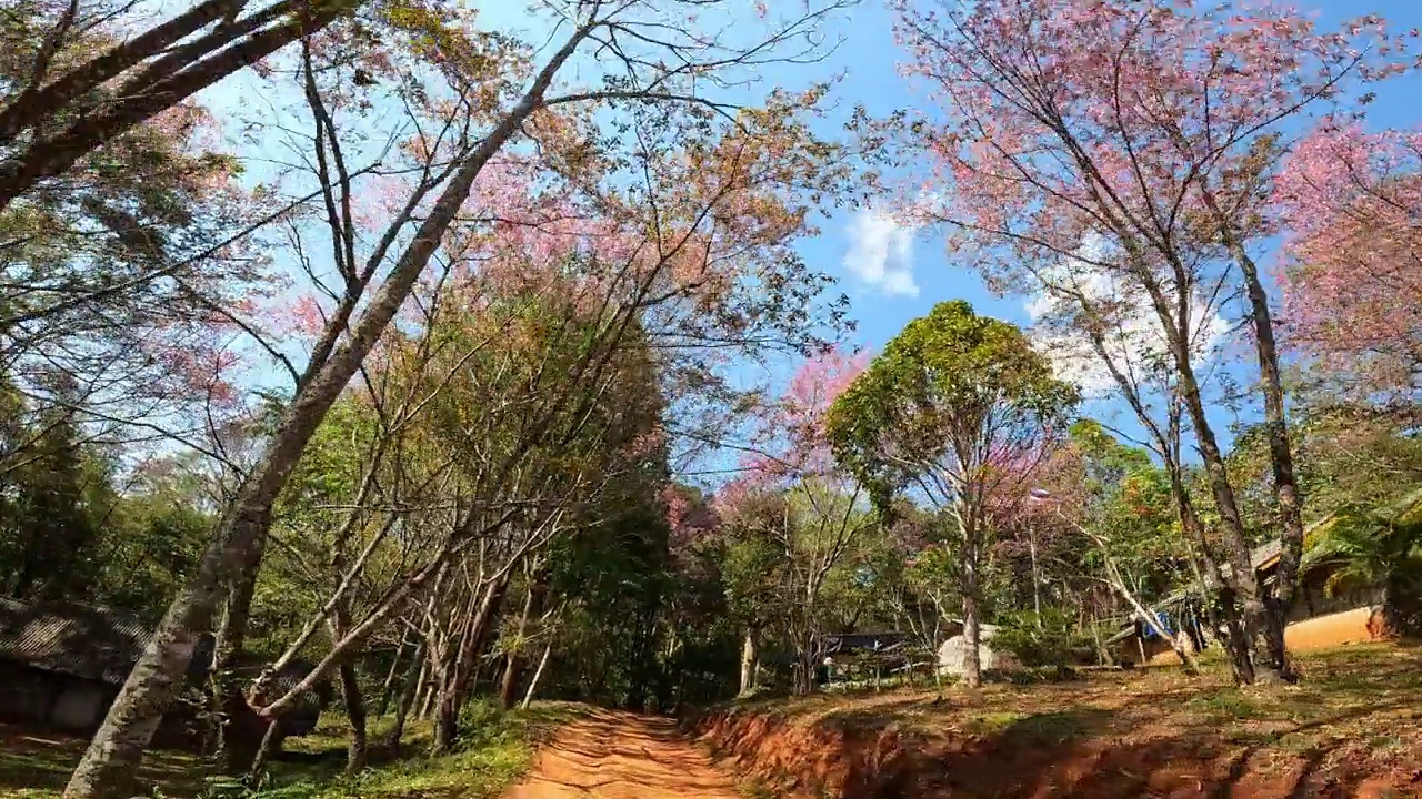 泰国清莱省Doi Pangkhon山的环境镜头。视频素材