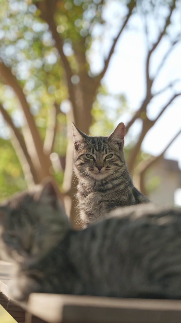 两只灰色虎斑猫在公园里休息的特写镜头。视频素材