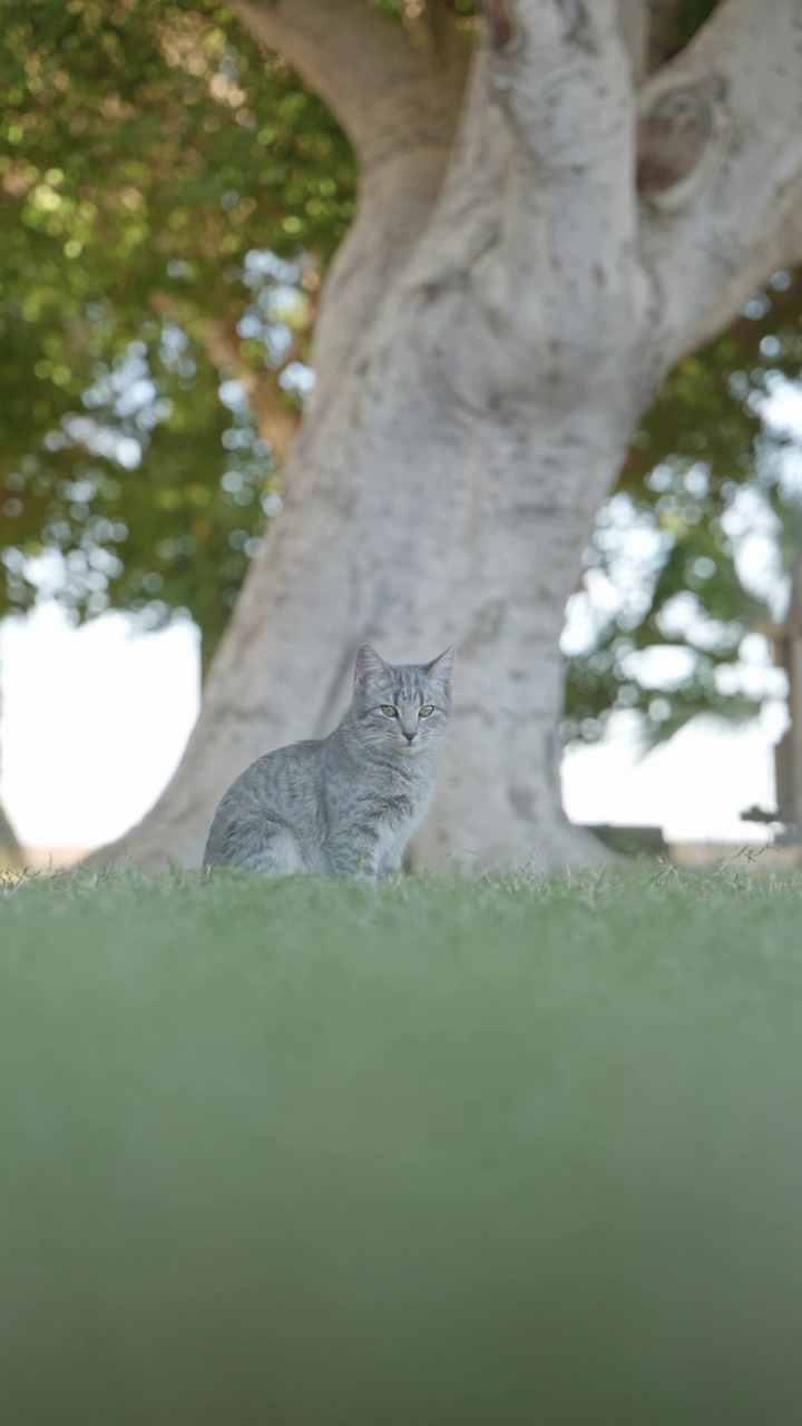 可爱的灰色斑猫坐在绿色的草坪上，看着相机。视频素材