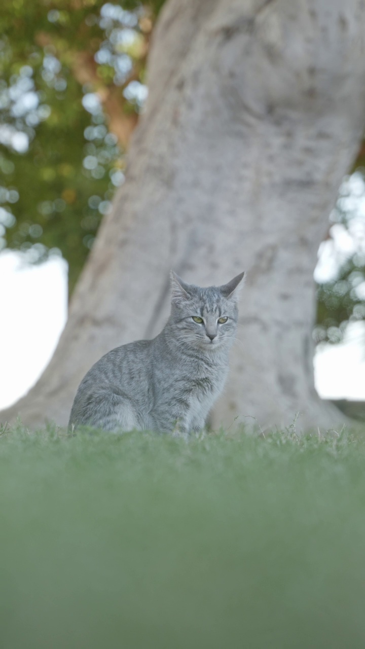 可爱的灰色斑纹猫坐在公园的绿色草坪上。视频素材