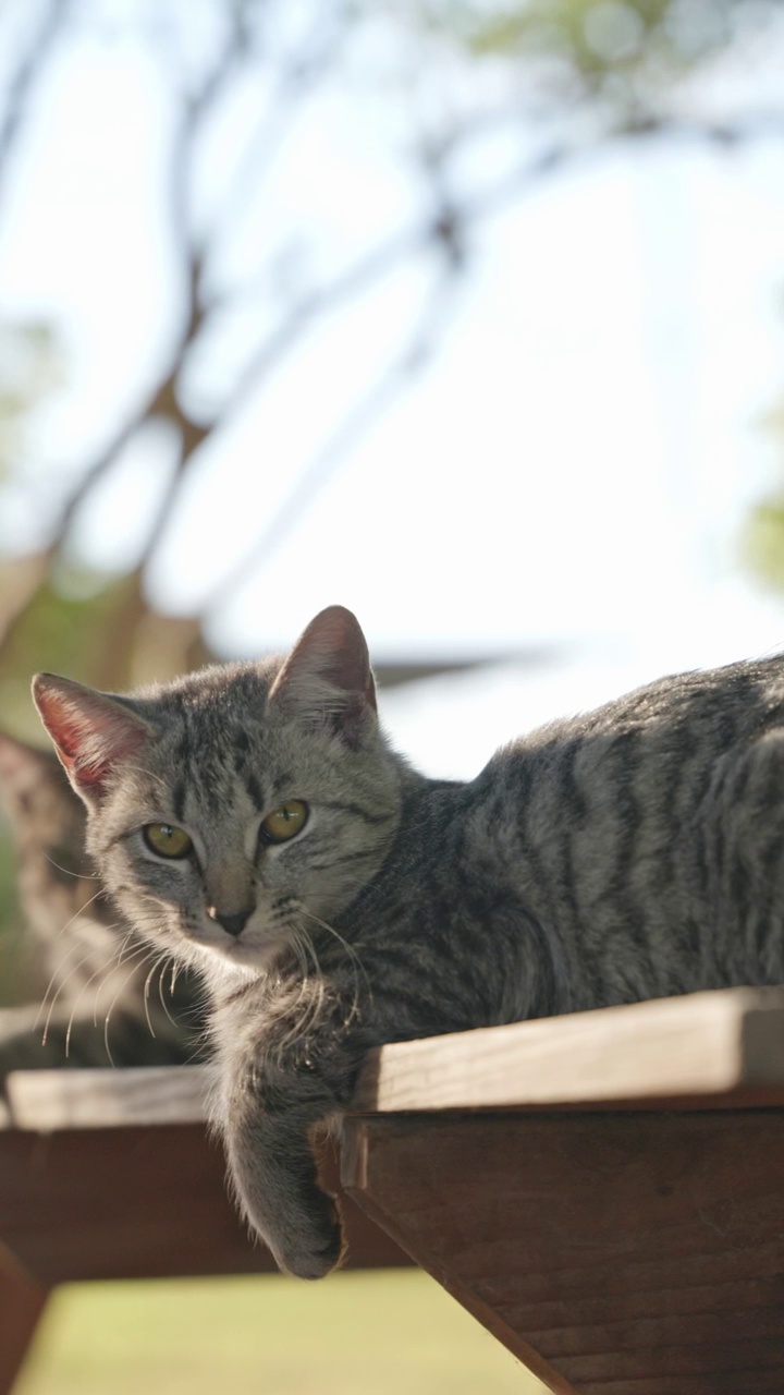 两只灰色的虎斑猫在公园的一张木桌上休息。视频素材