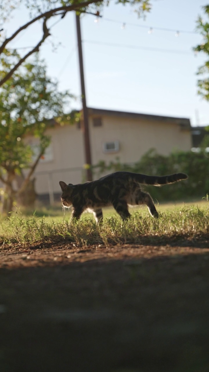 日落时分，灰色条纹的猫走在公园的绿色草坪上。视频素材