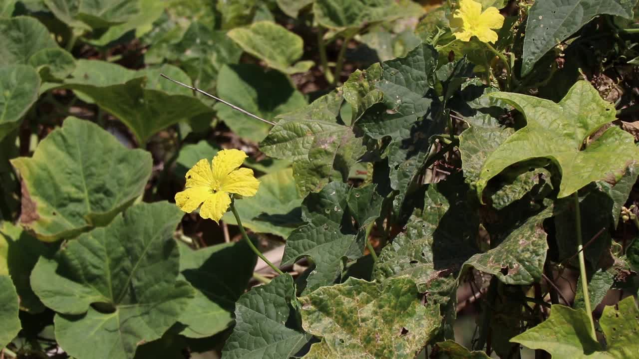 黄花在绿叶间随风移动的特写镜头视频素材