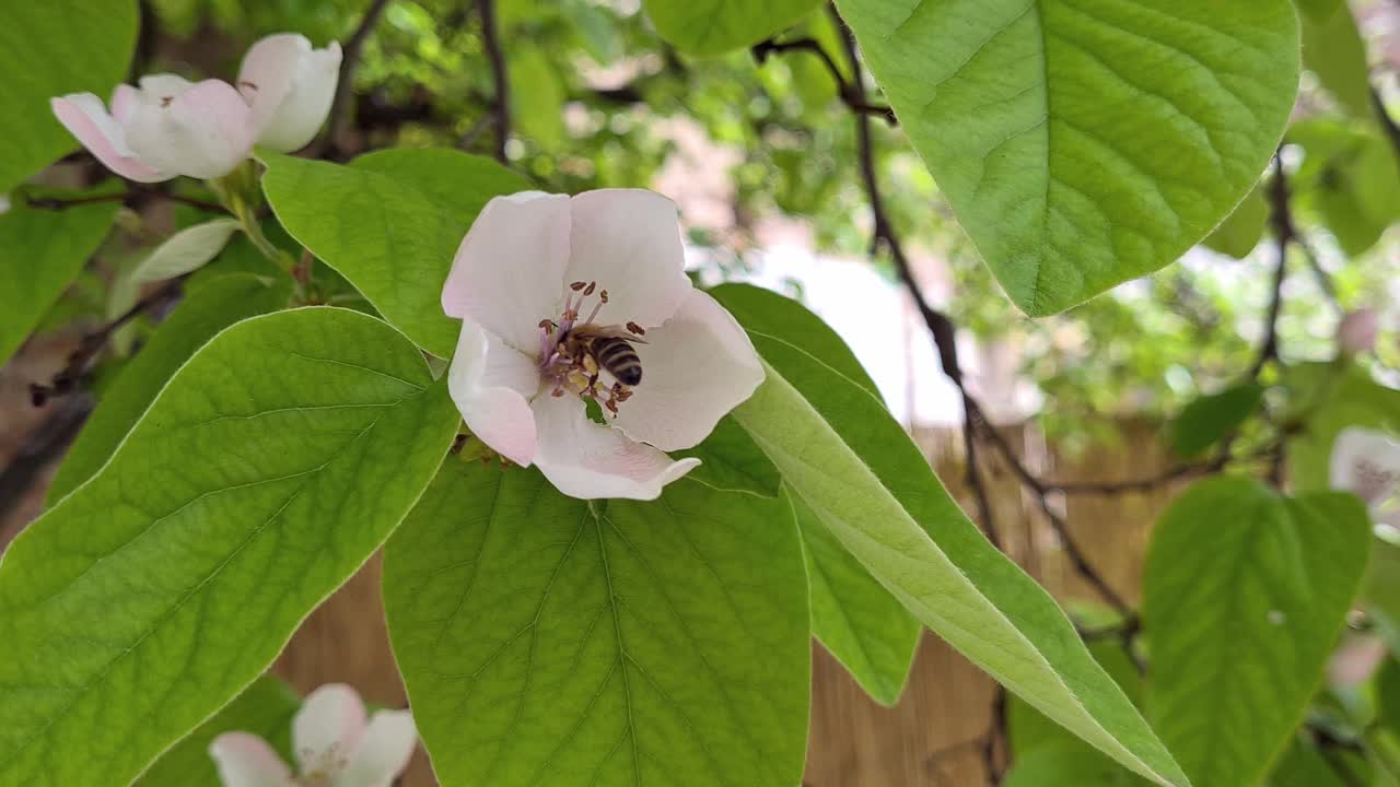 蜜蜂在榅桲花上采集花蜜视频素材