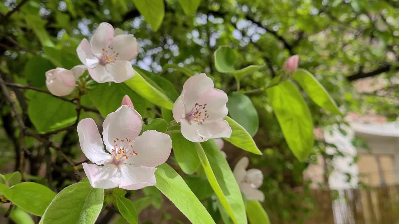 榅桲树在春天开花视频素材