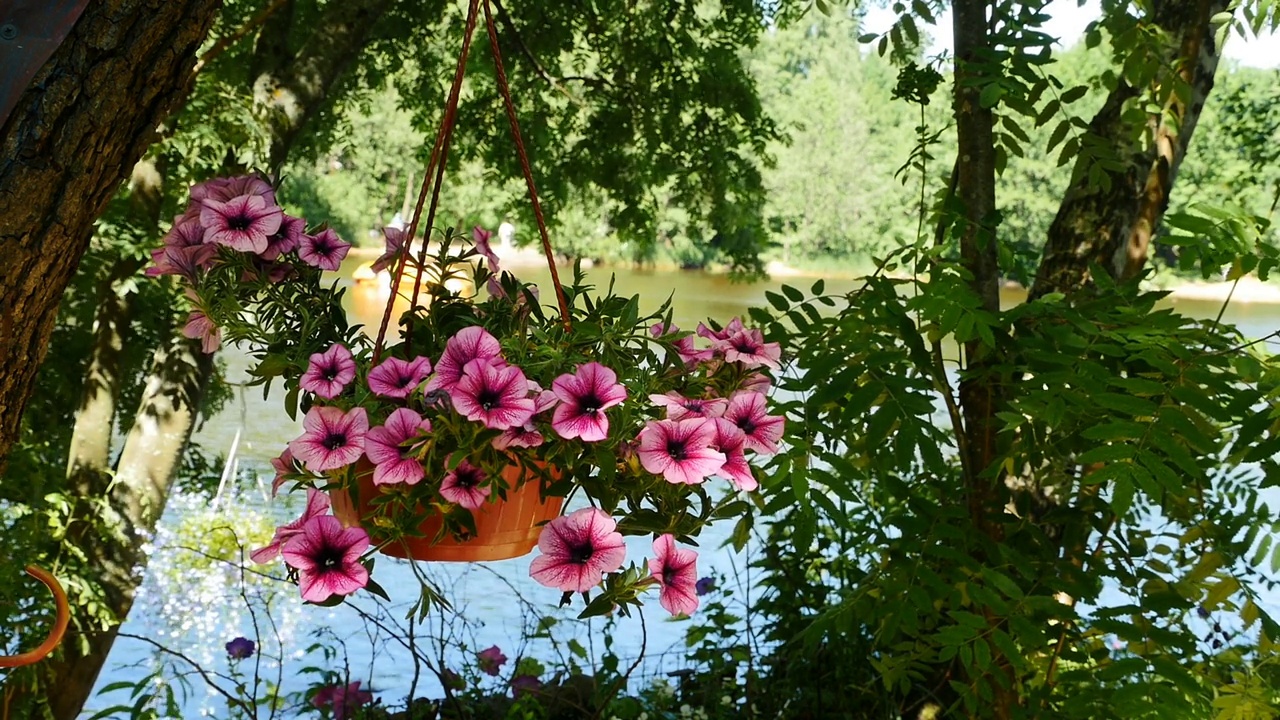 夏天，花盆里有五颜六色的花朵视频素材