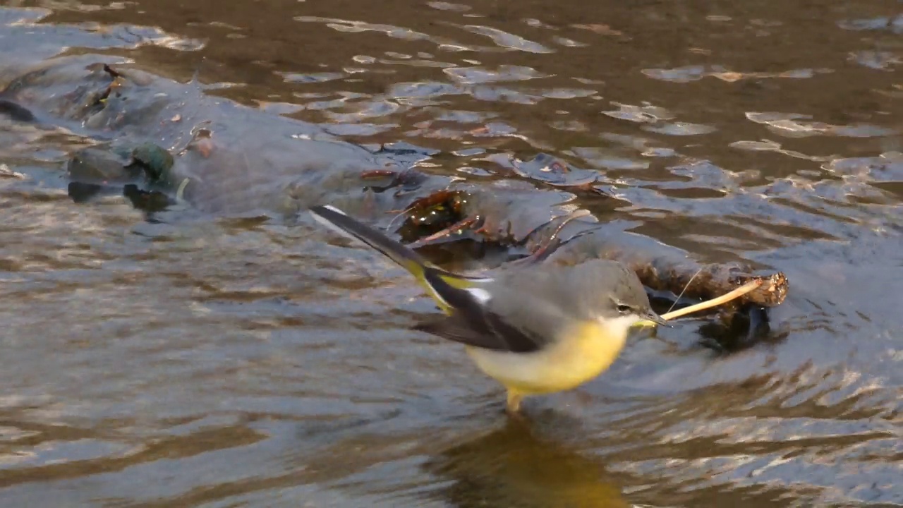 Lavandera Cascadena或灰色wagtail, Motacilla cinerea，在河流的水流中寻找食物。视频素材