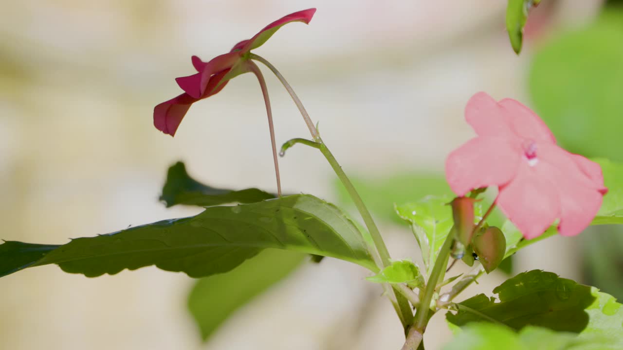 凤仙花一种凤仙花(凤仙花凤仙花属)在风中摇曳，开着粉红色的花，通常被称为凤仙花、凤仙花或斑snapweed视频素材