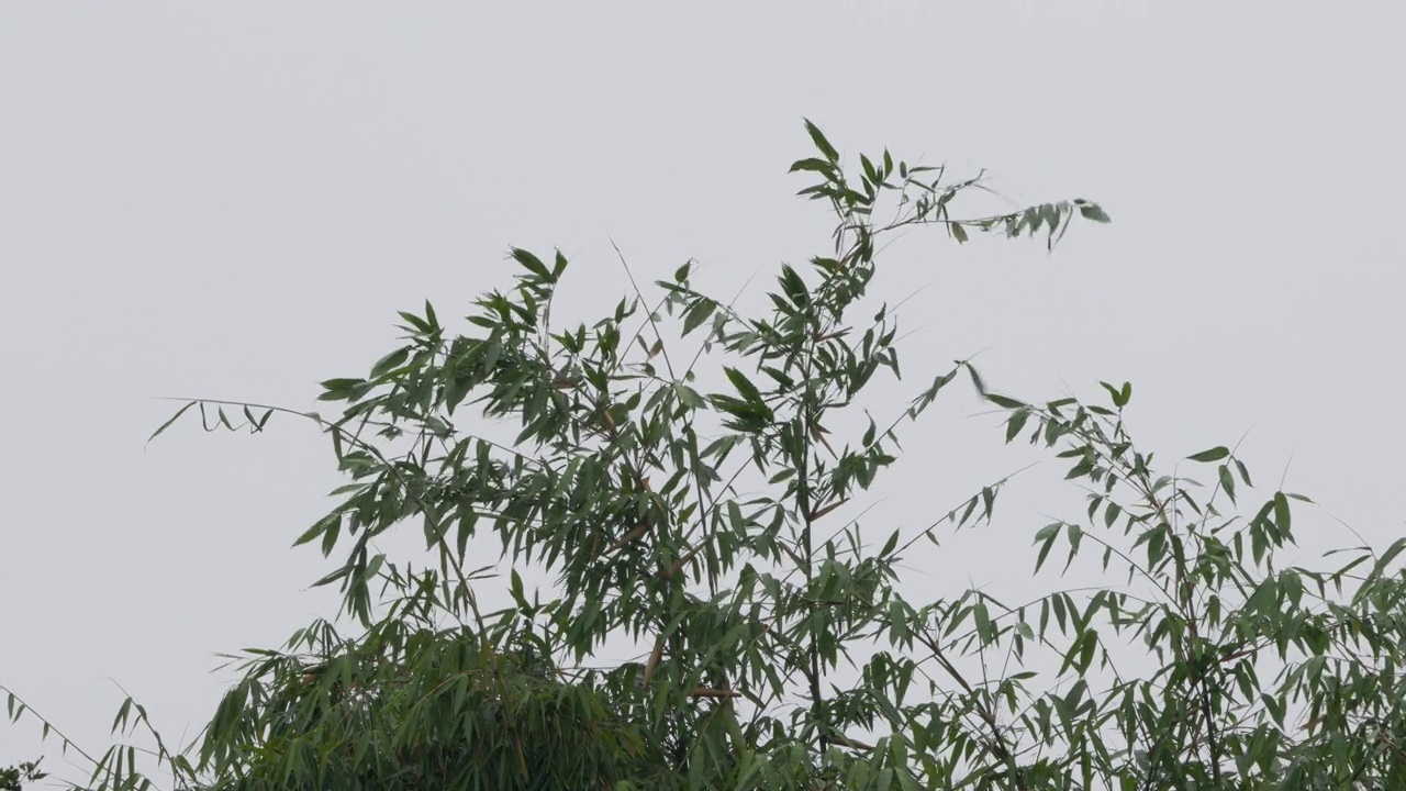 竹笋在风雨中剧烈地摆动着视频素材