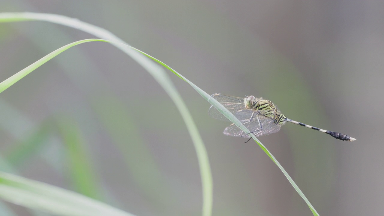 一只绿色的蜻蜓或细长的撇嘴鸟或绿色的沼泽鹰(orthetrum sabina)栖息在一片芦苇叶子上视频素材