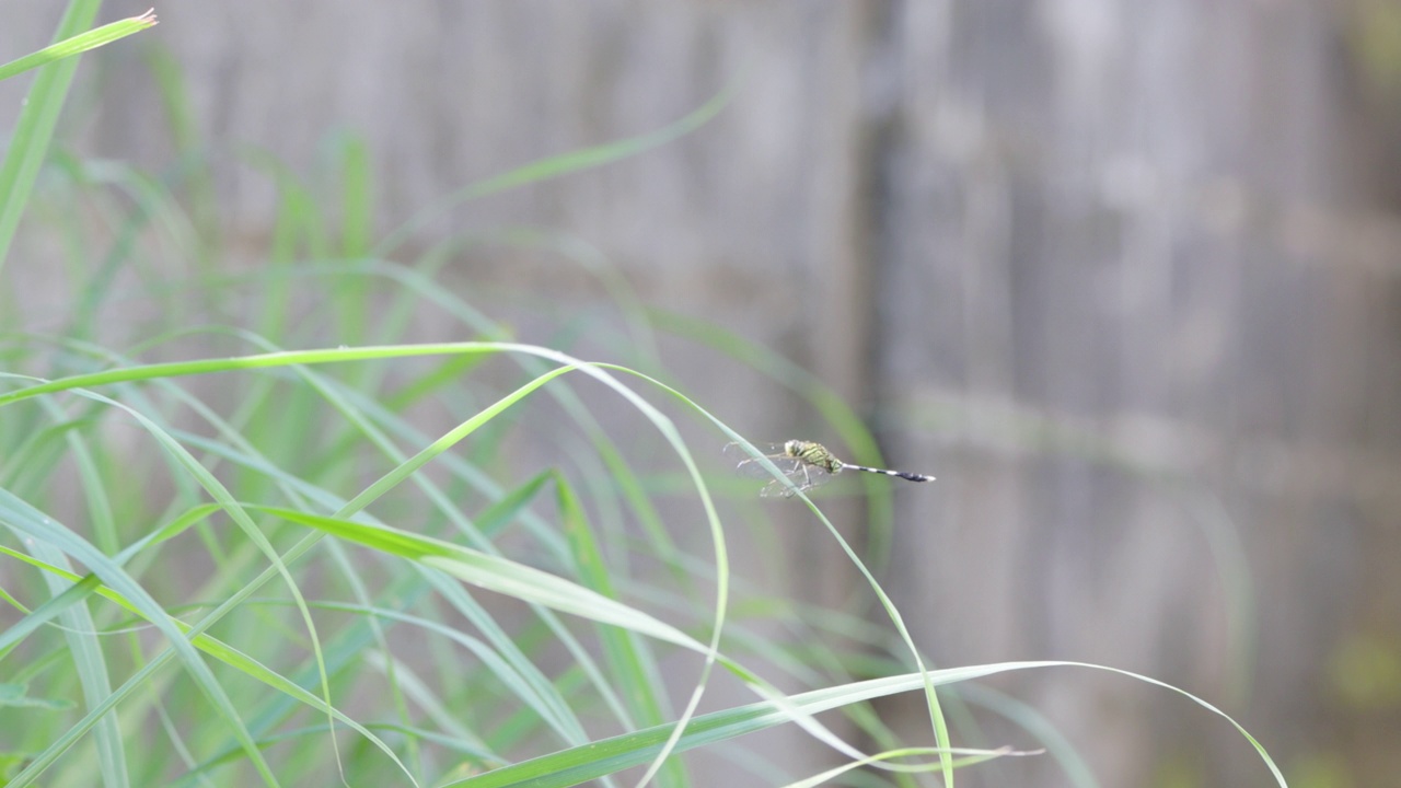 一只绿色的蜻蜓或细长的撇嘴鸟或绿色的沼泽鹰(orthetrum sabina)栖息在一片芦苇叶子上视频素材