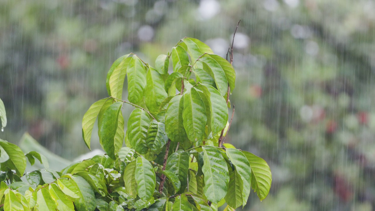 寄生菊(lansium parasticum)的嫩枝在风雨中剧烈摆动视频素材