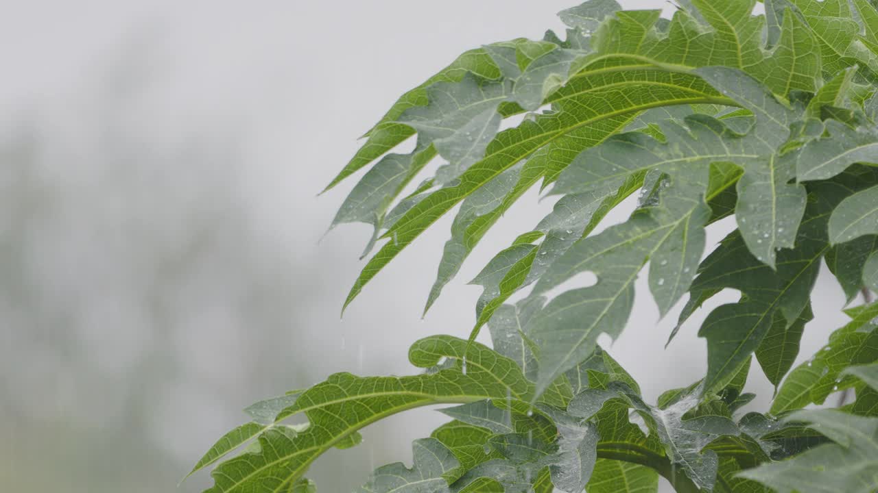 在细雨中接近番木瓜植物的嫩芽视频素材