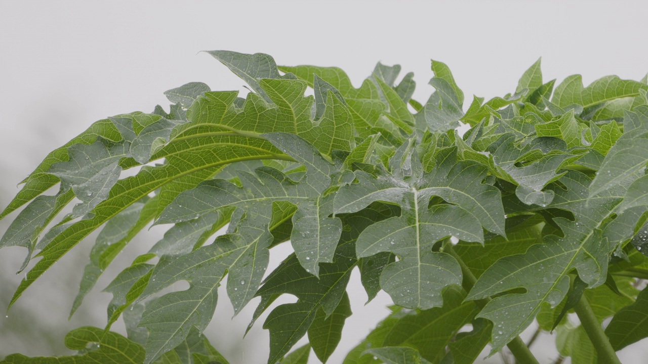 在细雨中接近番木瓜植物的嫩芽视频素材