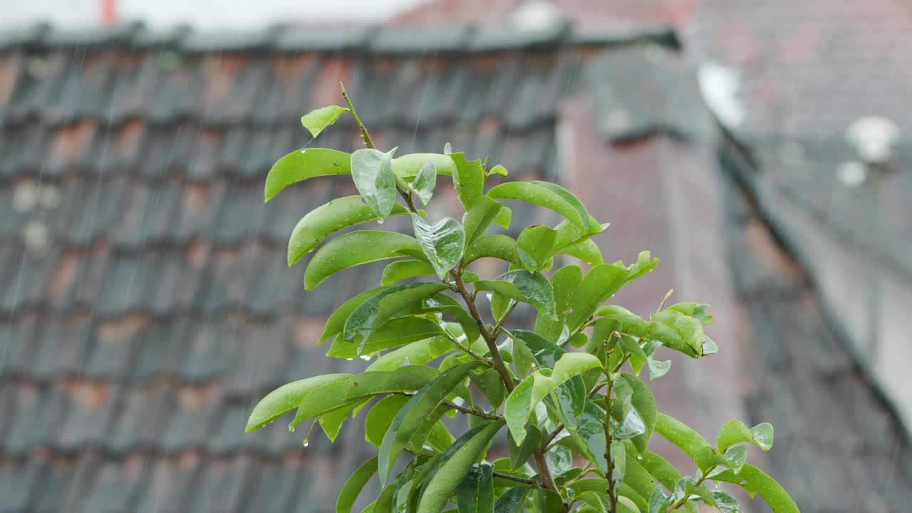 酸草的叶子在风中摇摆，下着蒙蒙细雨视频素材