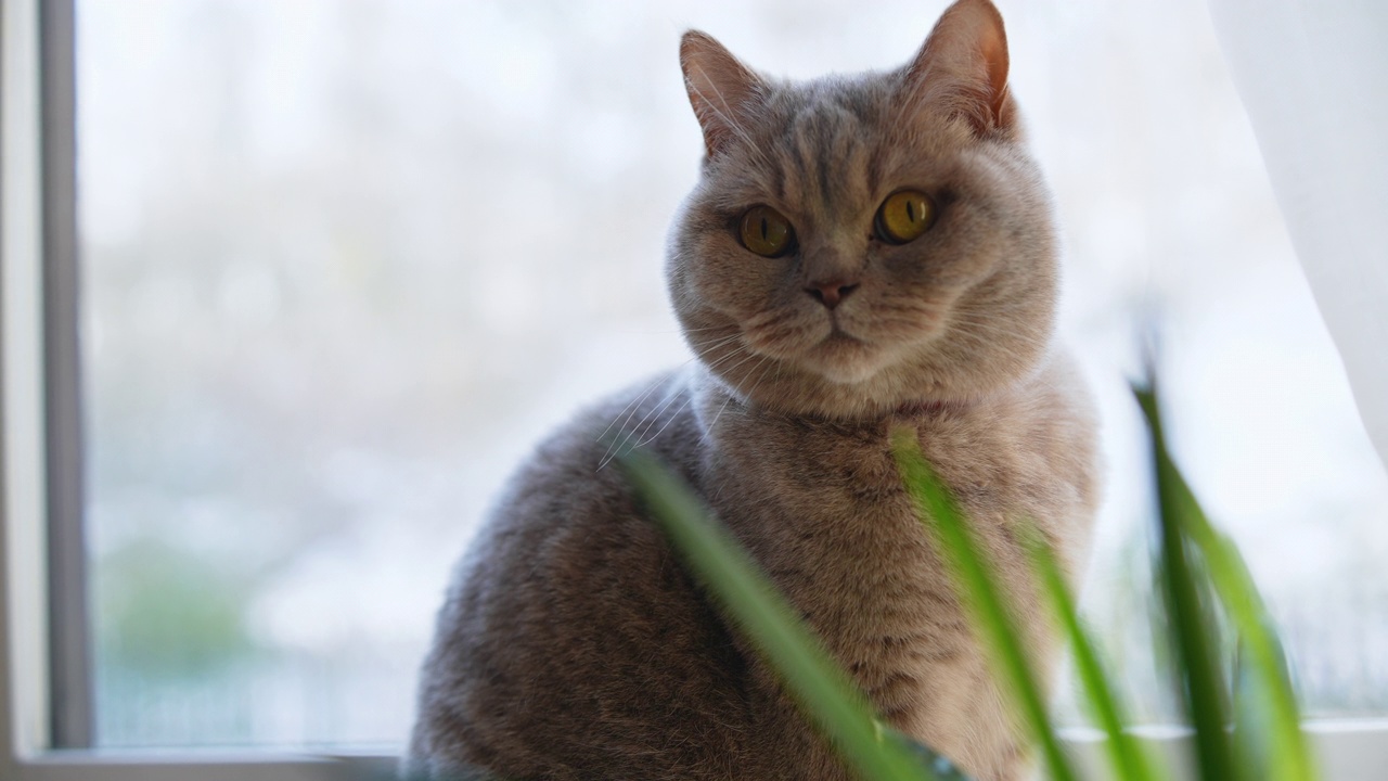 窗边的英国短毛猫特写。视频素材