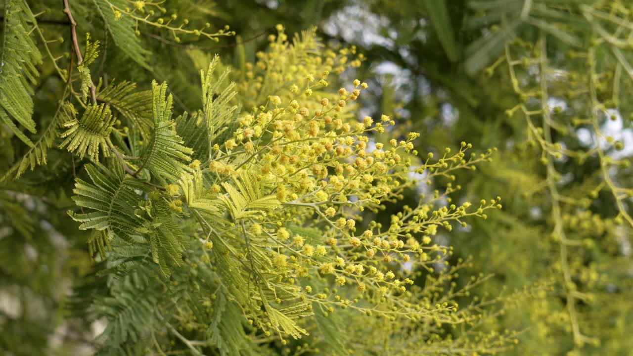 含羞草树上开着美丽的黄花视频素材