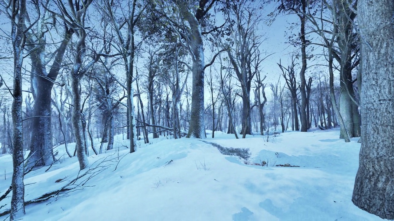 松树林的冬季景观，阳光透过树木视频素材