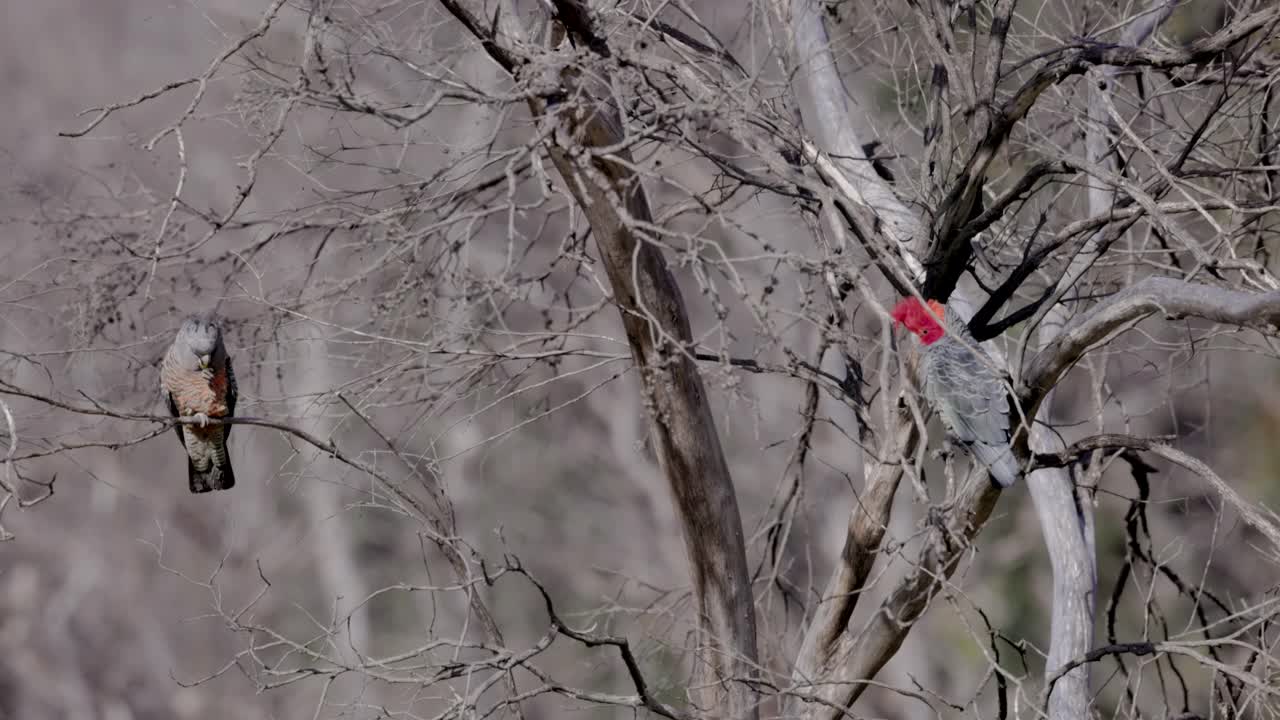 雄性和雌性凤头鹦鹉在科修斯科的一棵橡胶树上觅食视频素材