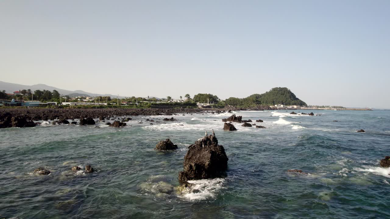 韩国济州岛海滩附近，鸟儿在摇摆的岩石上休息视频素材