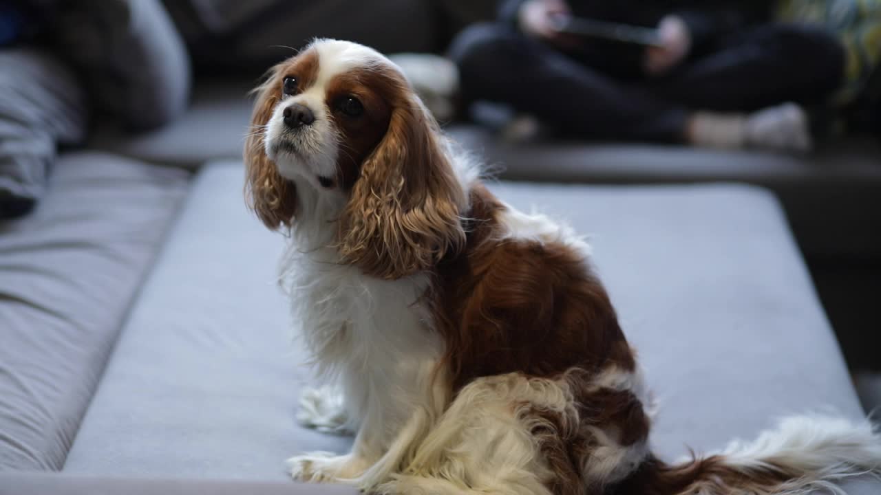 可爱的棕色和白色骑士查理王猎犬坐在沙发上躺着，看着镜头对着模糊的人类玩电子游戏。宠物主题，动物行为和家庭顺从。视频视频素材