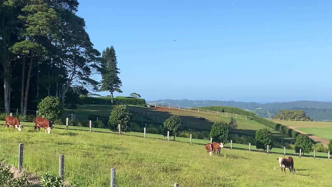 草喂养的奶牛放牧山谷牧场视频素材