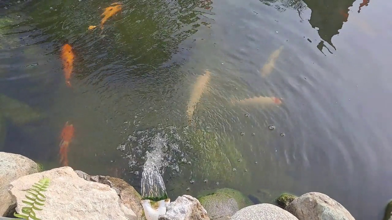 锦鲤在池塘里游泳。视频素材