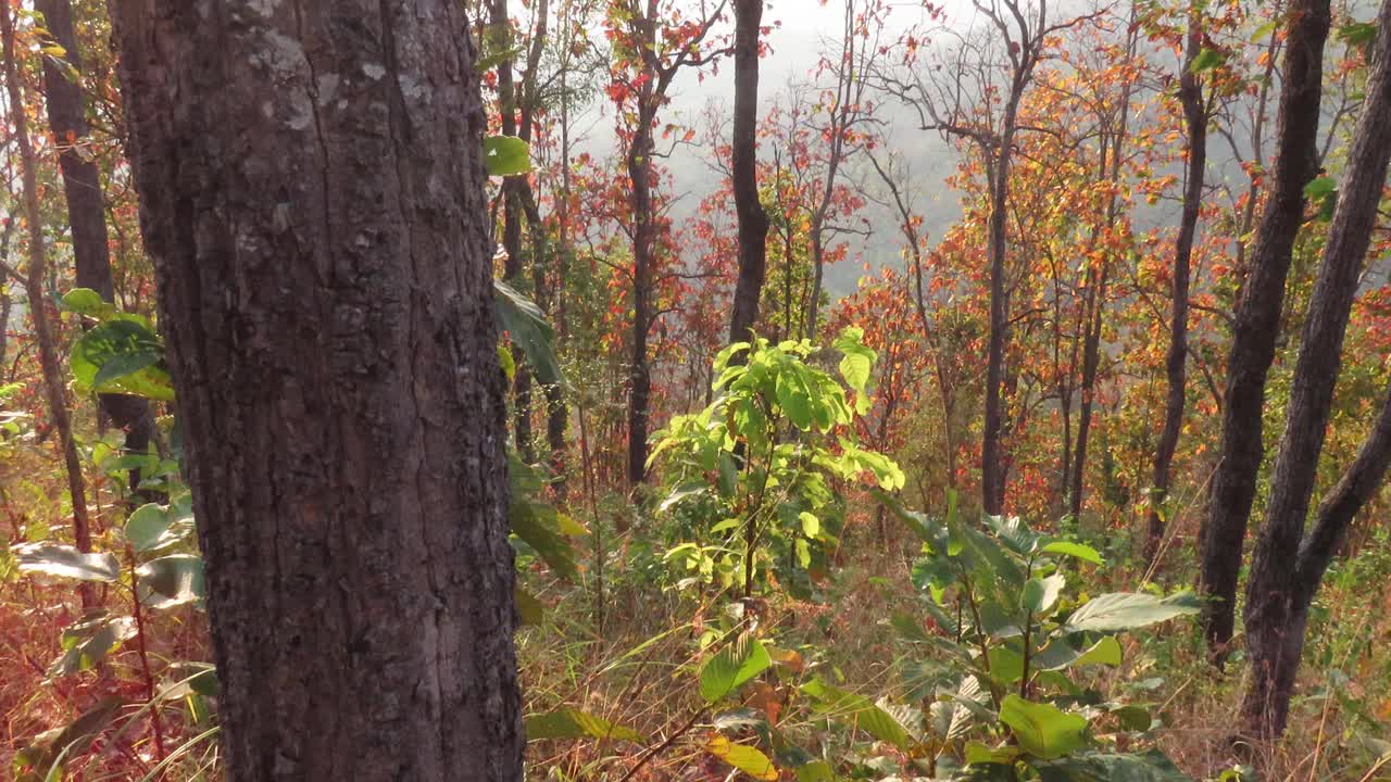 干龙果林，秋林视频素材