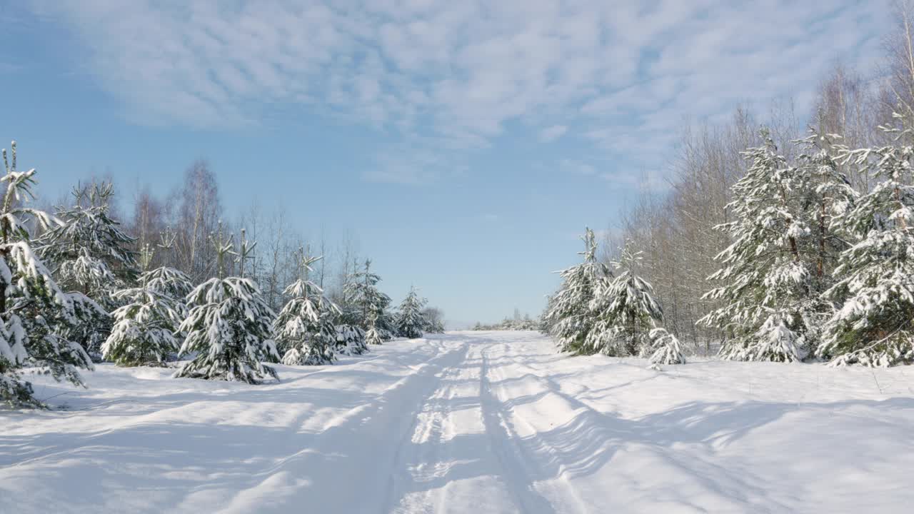 在一个寒冷的冬天，白雪皑皑的树枝上，靠近视频素材