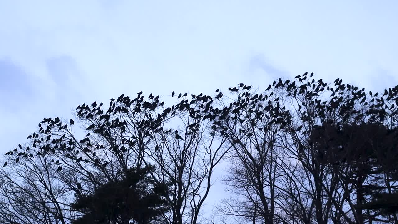 栖息在树上的一群乌鸦视频素材