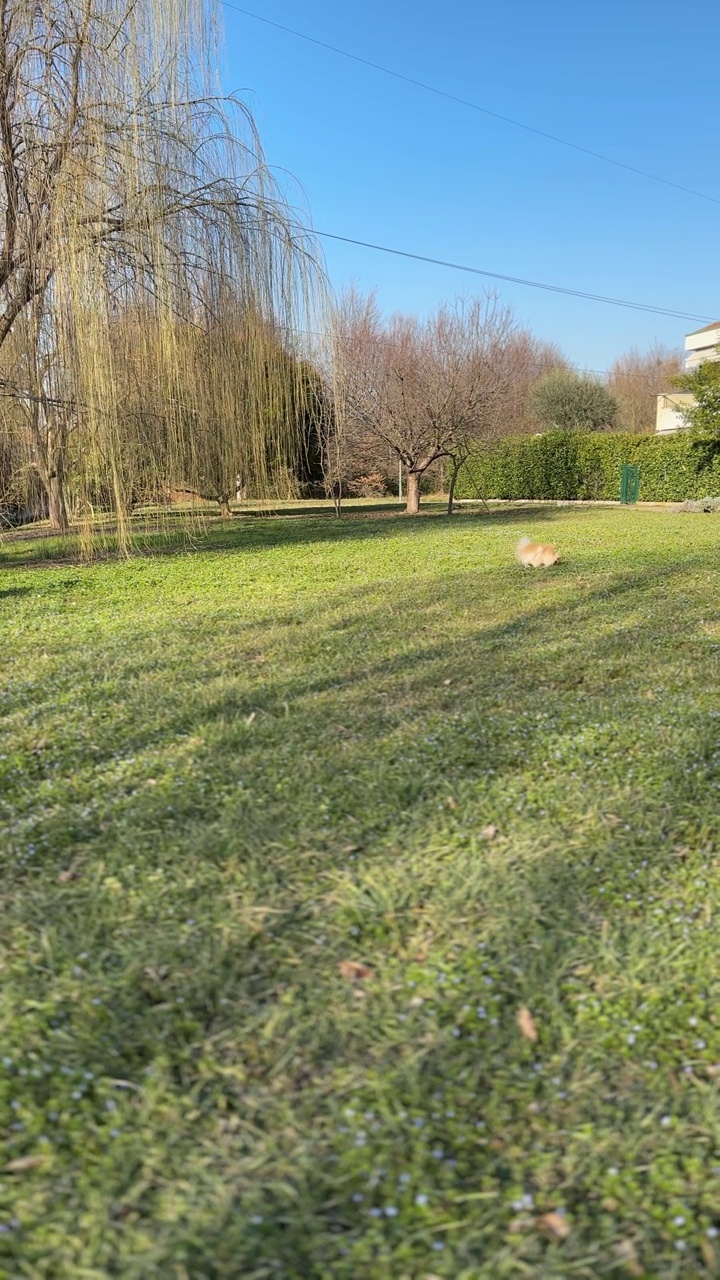 博美犬在草地上奔跑，在公园里散步视频素材