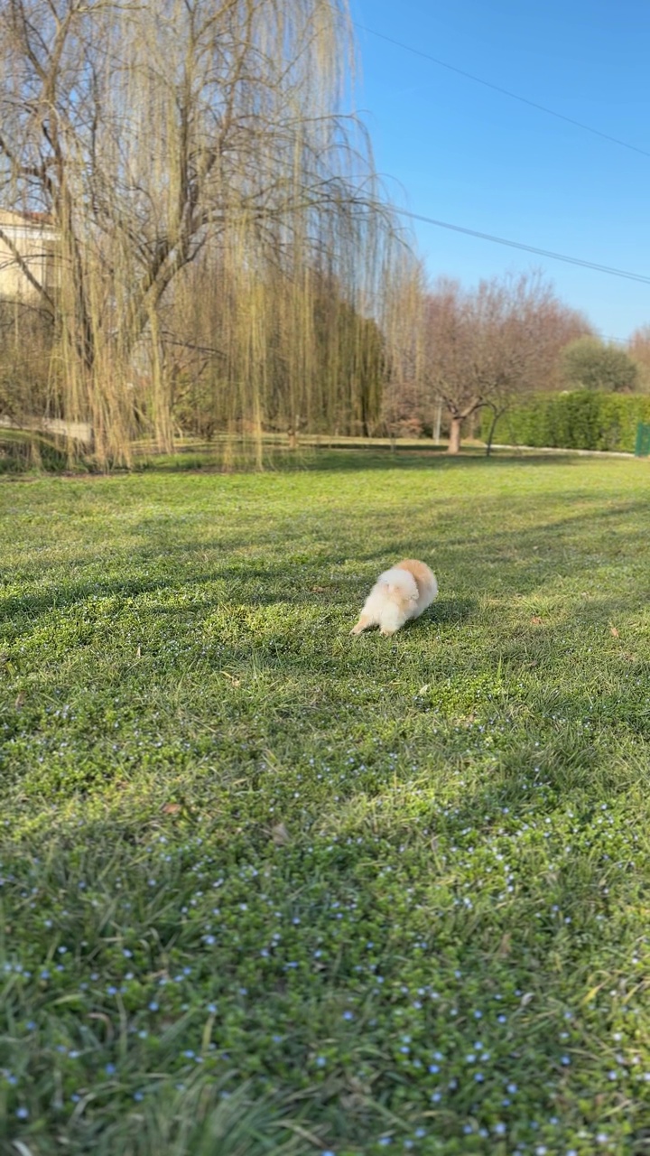 博美犬在草地上奔跑，在公园里散步视频素材