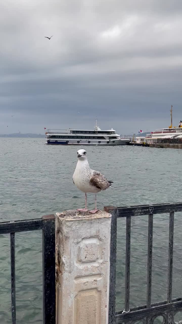 海鸥视频素材