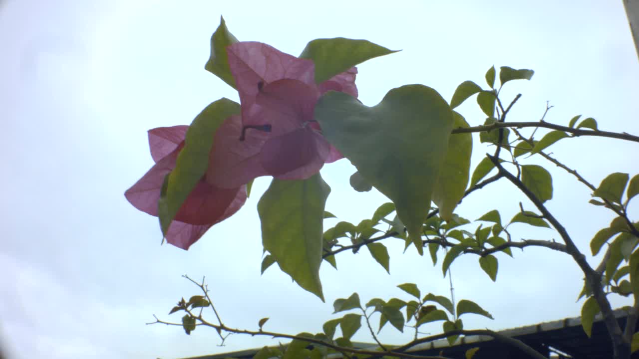 在阴郁的白天，bmpcc粉红色的三角梅花植物以树枝和叶子为背景在风中流动和摆动视频素材