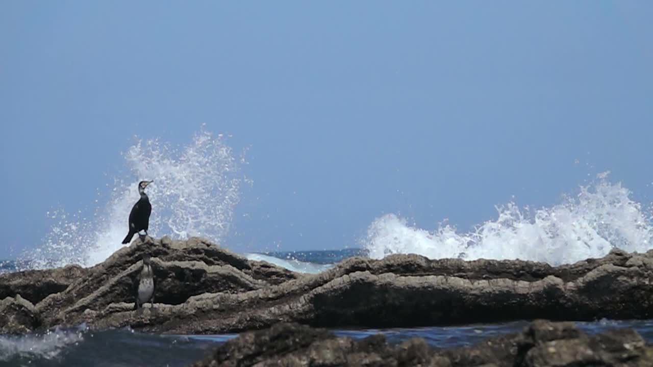 海浪溅起海鸟视频素材