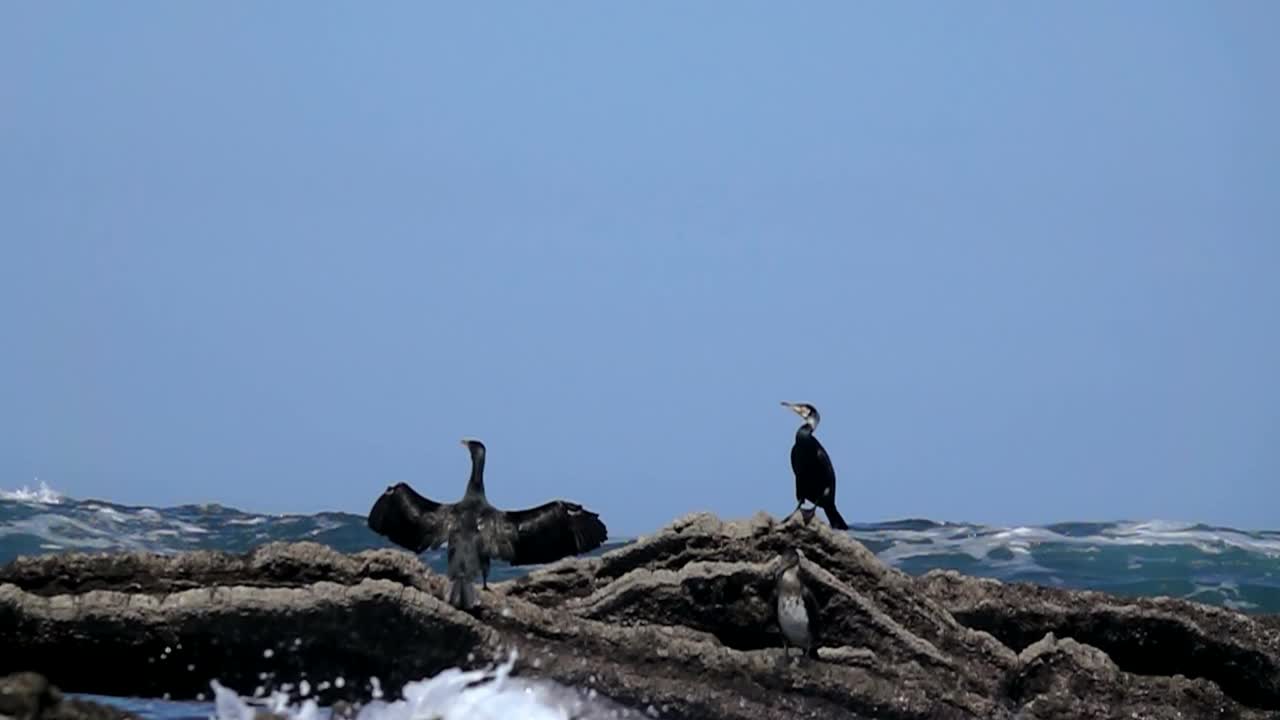 海洋鸬鹚视频素材