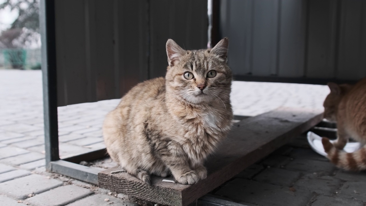 两只流浪猫在街上的慢动作视频素材