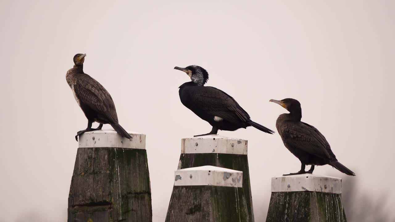 三只大鸬鹚(Phalacrocorax carbo)坐在港口的一根杆子上视频素材