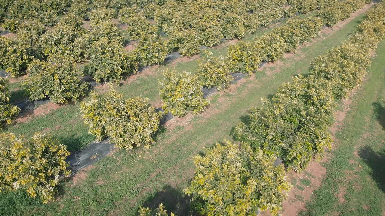 一排排盛开的柑橘果树。春天的橙子种植园。成排地生长着橘绿色的树。柑橘园。农业的概念。健康的生活方式和饮食视频素材