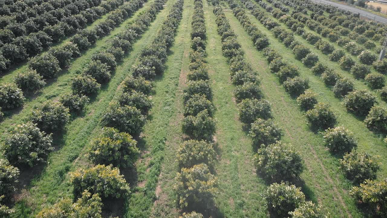 西班牙瓦伦西亚当地的柑橘种植。橙色和柑橘种植园与盛开的绿色树木，鸟瞰图。柠檬树成行生长。农业的概念。热带果树园视频素材