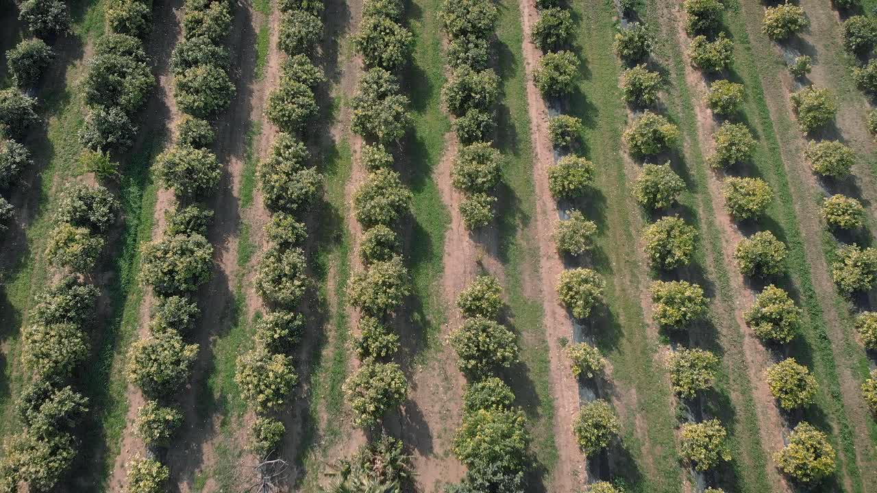 橙子种植园。水果收获。柑橘、柠檬和橘子园。成排生长着绿色的柑橘树。西班牙当地的水果种植。农业的概念。春天的橘子园视频素材