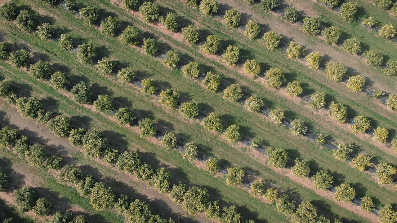 西班牙瓦伦西亚纳的橙子种植园里一排排的绿树。柑橘果园与盛开的绿树。橙子和橘子园。农业和农业综合企业概念。种植果树视频素材