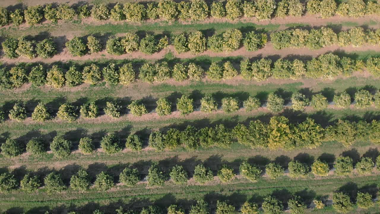 有绿色开花树木的果园。柑橘、柠檬和橙子种植园，树木成行生长。顶视图的橘子树花园。西班牙的农业和农业综合企业。健康的生活方式视频素材