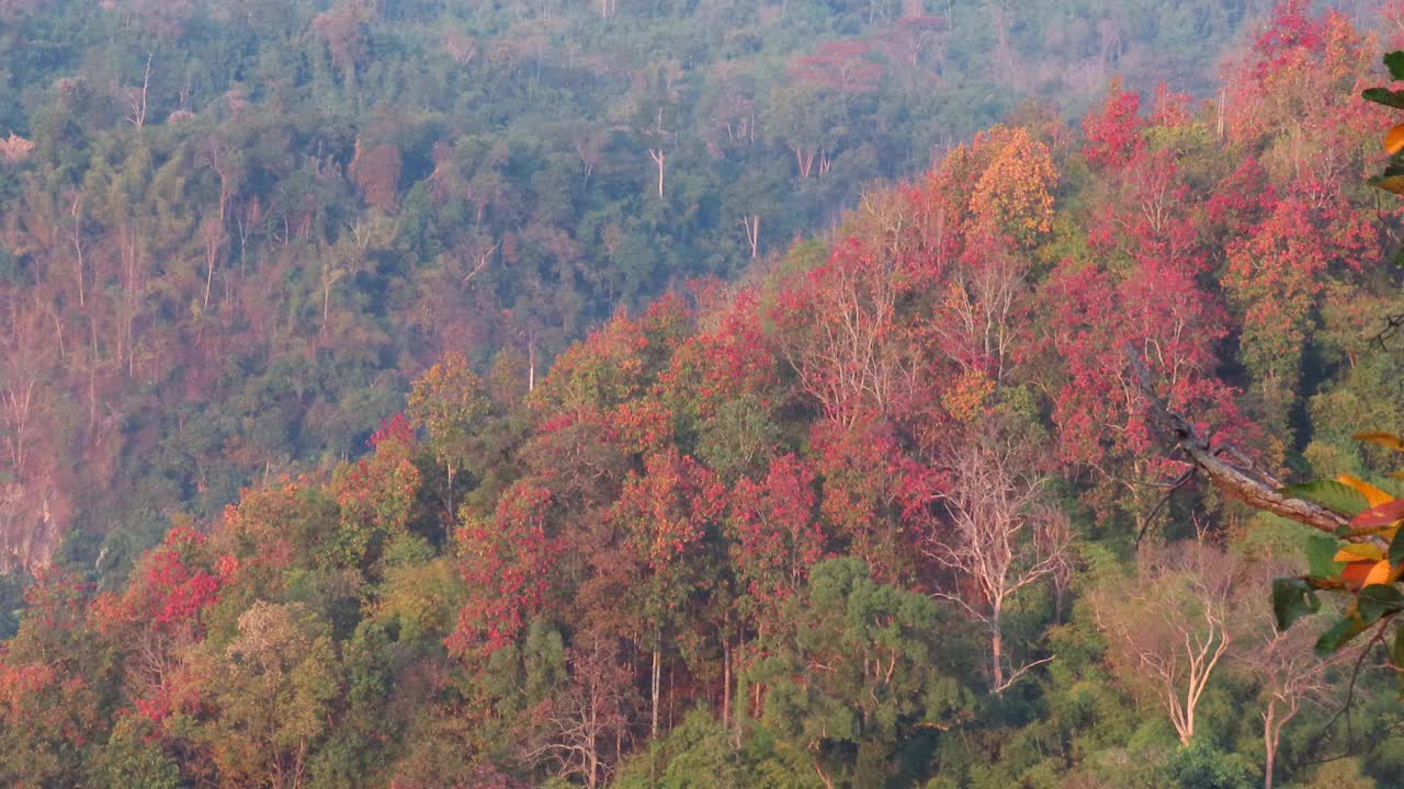 落叶林视频素材