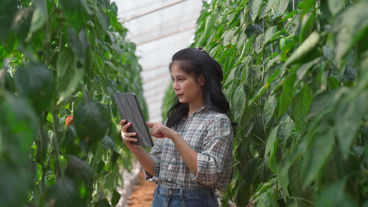 农妇种植有机甜椒。视频素材