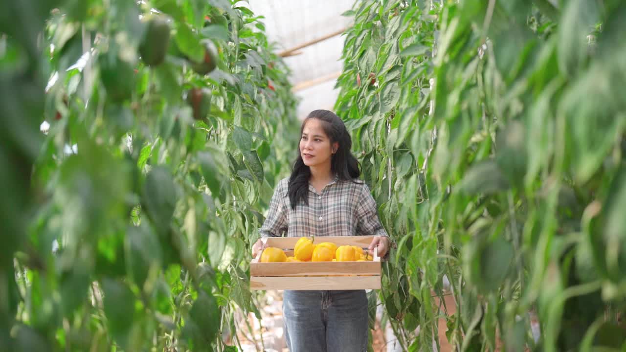 农妇种植有机甜椒。视频素材