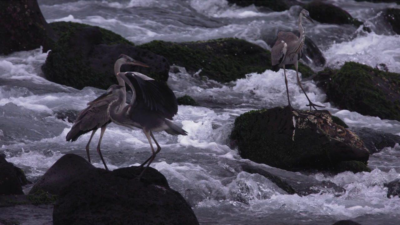 苍鹭(Ardea cinerea)在海边拍动翅膀/韩国视频素材