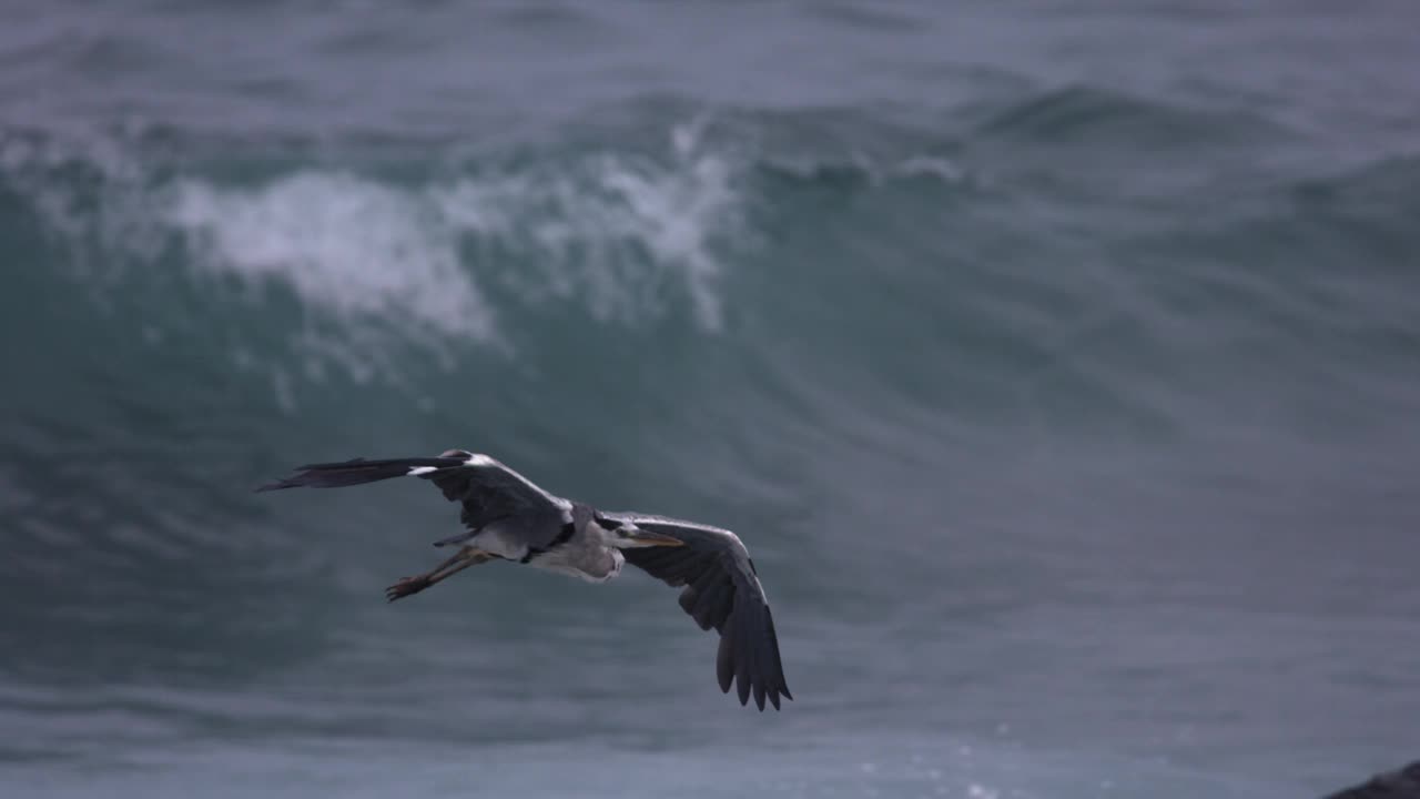 苍鹭(Ardea cinerea)在海上飞行/韩国视频素材